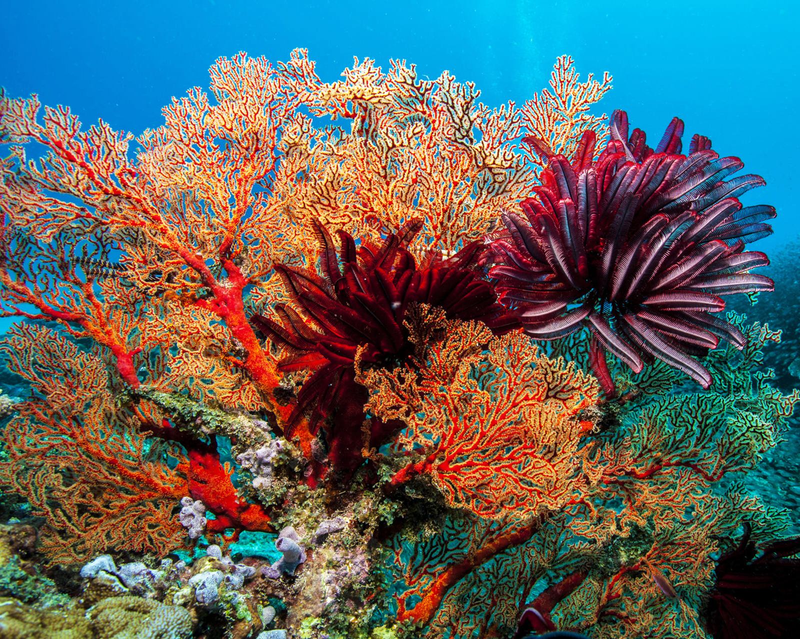 A coral reef, fans and feather stars in clear water.
